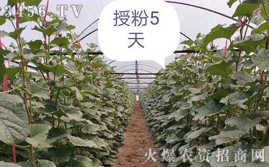 这么火的一款微生物菌剂,不点开看看,你将错过一笔财富! 这么火的一款微生物菌剂,不点开看看,你将错过一笔财富!