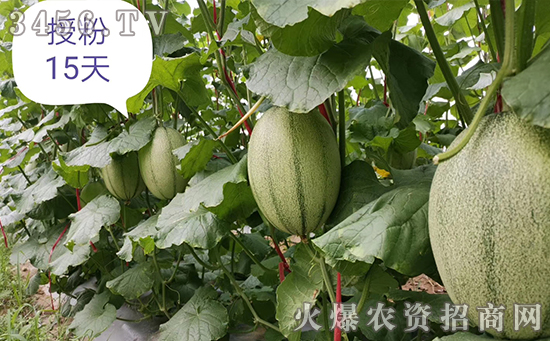 这么火的一款微生物菌剂,不点开看看,你将错过一笔财富! 这么火的一款微生物菌剂,不点开看看,你将错过一笔财富!