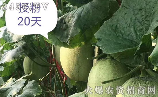 这么火的一款微生物菌剂,不点开看看,你将错过一笔财富! 这么火的一款微生物菌剂,不点开看看,你将错过一笔财富!